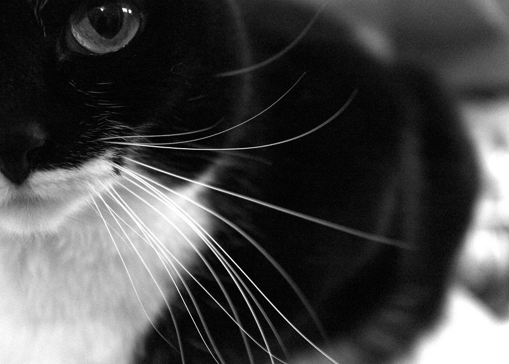 black & white cat