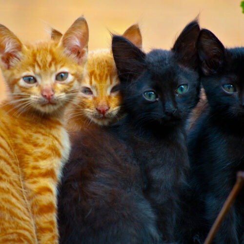 cats group photo